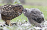 Oehoe (Bubo bubo)