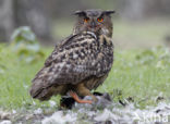 Oehoe (Bubo bubo)