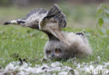 Eurasian Eagle-Owl (Bubo bubo)