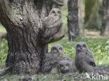 Eurasian Eagle-Owl (Bubo bubo)