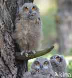 Eurasian Eagle-Owl (Bubo bubo)