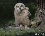 Eurasian Eagle-Owl (Bubo bubo)