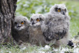 Eurasian Eagle-Owl (Bubo bubo)