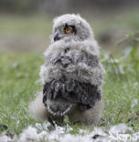 Eurasian Eagle-Owl (Bubo bubo)