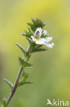 Stijve ogentroost (Euphrasia stricta)