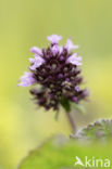 Large Thyme (Thymus pulegioides)