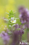 Stijve ogentroost (Euphrasia stricta)