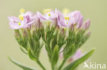 Seaside Centaury (Centaurium littorale)