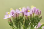 Strandduizendguldenkruid (Centaurium littorale)