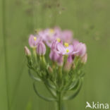 Seaside Centaury (Centaurium littorale)