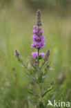 Purple Loosestrife (Lythrum salicaria)