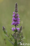 Purple Loosestrife (Lythrum salicaria)