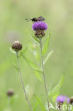 Meadow Thistle (Cirsium dissectum)