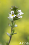 Stijve ogentroost (Euphrasia stricta)