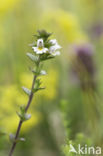 Stijve ogentroost (Euphrasia stricta)