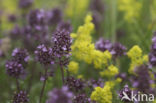 Large Thyme (Thymus pulegioides)