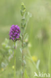 Hondskruid (Anacamptis pyramidalis)