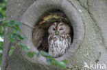 Tawny Owl (Strix aluco)