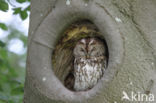 Tawny Owl (Strix aluco)