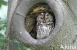 Tawny Owl (Strix aluco)