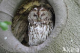 Tawny Owl (Strix aluco)