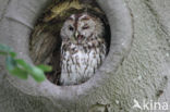 Tawny Owl (Strix aluco)