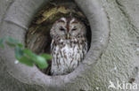 Tawny Owl (Strix aluco)