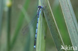 Damselfly (Erythromma lindenii)