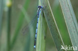 Kanaaljuffer (Erythromma lindenii)