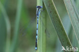 Damselfly (Erythromma lindenii)