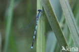Damselfly (Erythromma lindenii)