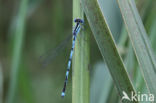 Kanaaljuffer (Erythromma lindenii)