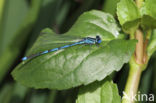 Damselfly (Erythromma lindenii)