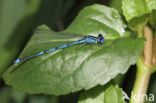 Damselfly (Erythromma lindenii)