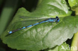 Damselfly (Erythromma lindenii)