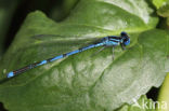 Damselfly (Erythromma lindenii)