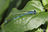Damselfly (Erythromma lindenii)