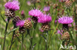 Brown Knapweed (Centaurea jacea)