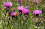 Brown Knapweed (Centaurea jacea)