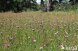 Brown Knapweed (Centaurea jacea)