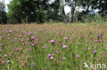 Brown Knapweed (Centaurea jacea)