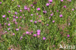 Brown Knapweed (Centaurea jacea)