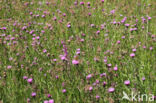 Brown Knapweed (Centaurea jacea)