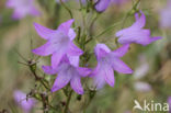 Rampion Bellflower (Campanula rapunculus)