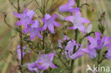 Rampion Bellflower (Campanula rapunculus)