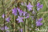 Rampion Bellflower (Campanula rapunculus)