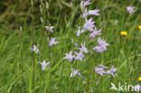 Rampion Bellflower (Campanula rapunculus)