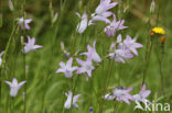 Rampion Bellflower (Campanula rapunculus)