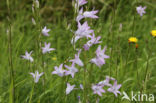 Rampion Bellflower (Campanula rapunculus)