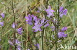 Rampion Bellflower (Campanula rapunculus)